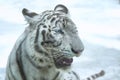Snarling white tiger zoo Royalty Free Stock Photo