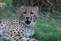 Snarling Wild Cheetah Cat Royalty Free Stock Photo