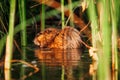 Brown Beaver in the water reed.