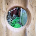 A sneak peek through the hole in the fence