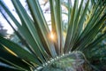 Sneak peek of a sunlight through the palm tree layer