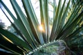 Sneak peek of a sunlight through the palm tree layer