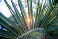 Sneak peek of a sunlight through the palm tree layer