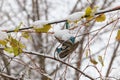 Sneakers abandoned on a wire in the snow hang on the street. Winter background