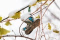 Sneakers abandoned on a wire in the snow hang on the street. Winter background