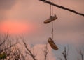 Sneakers hanging from overhead wires Royalty Free Stock Photo