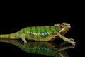 Sneaking Panther chameleon, reptile with colorful body Isolated on Black