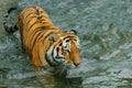 Sneaking up. young tiger with expressive eyes walks on the water bathes, a possible bright body of a predator close-up
