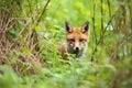 a sneaky fox looking out from a dense undergrowth Royalty Free Stock Photo