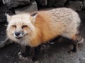 Sneaky fox with rich fur stares shrewdly