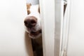Sneaky  and funny border collie dog Looking through door way into a Room Royalty Free Stock Photo