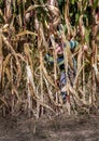 Sneaky little boy hides in behind tall corn stalks in a field Royalty Free Stock Photo