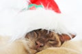 Sneaky sleeping Christmas pet cat with one eye open Royalty Free Stock Photo