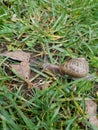 Sneaky Snail Royalty Free Stock Photo