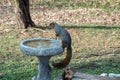 Sneaky squirrel steals from the bird bath. Royalty Free Stock Photo