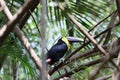 A sneaky yellow throated chestnut mandible Costa Rican toucan