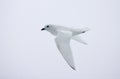 Sneeuwstormvogel, Snow Petrel, Pagodroma nivea Royalty Free Stock Photo