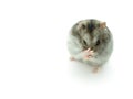 Sneeze hamster isolated on white background. Royalty Free Stock Photo