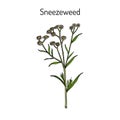 Sneezeweed achillea ptarmica , medicinal plant