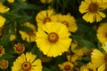 Sneezeweed in the sun Royalty Free Stock Photo