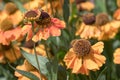 Sneezeweed Helenium hybrid Sahins Early Flowerer bright yellow-orange flowers Royalty Free Stock Photo