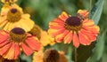 Sneezeweed Helenium hybrid Sahins Early Flowerer bright yellow-orange flowers with honeybee Royalty Free Stock Photo
