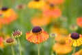 Sneezeweed Helenium hybrid Sahins Early Flowerer vivid yellow-orange flower Royalty Free Stock Photo