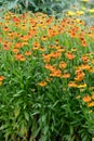 Sneezeweed Helenium hybrid Sahins Early Flowerer vivid yellow-orange flowering plants Royalty Free Stock Photo