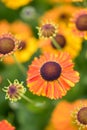 Sneezeweed Helenium hybrid Sahins Early Flowerer vivid yellow-orange flowers Royalty Free Stock Photo