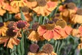 Sneezeweed Helenium hybrid Sahins Early Flowerer vivid yellow-orange flowers with honeybee Royalty Free Stock Photo