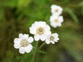 Achillea ptarmica white tansy herb flowers Royalty Free Stock Photo