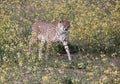 Sneezing cheetah