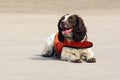 Sniffer dog Royalty Free Stock Photo