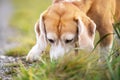 Sniffing beagle puppy searching something in grass