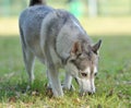 Sniffing dog Royalty Free Stock Photo