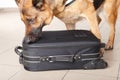 Sniffing dog chceking luggage Royalty Free Stock Photo