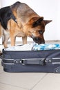 Sniffing dog chceking luggage