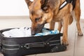 Sniffing dog checking luggage