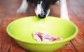 The Sniffing Dog. Cute Black and White Border Collie have a Raw Meat in Green Bowl. Royalty Free Stock Photo