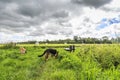 Sniffing dogs in long grass at Loetbos in Lekkerkerk