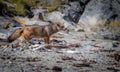 Sniffing for food, a red tailed fox wanders the beach in South America