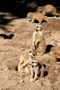 Sniffing and guarding meerkats or suricates Royalty Free Stock Photo