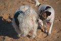 Dog is sniffing other dogÃ¢â¬â¢s back end/ butt.