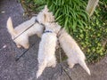 Sniffing out adventure: three west highland white westie terrier