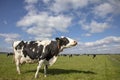 Sniffing pasture cow with nose in the air, with full udder standing in a pasture, with collar and ear tags and a blue sky with