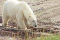 Sniffing Polar Bear at the beach