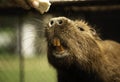 Sniffing the treat. Royalty Free Stock Photo