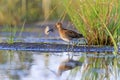 Snipe at the edge of the swamp Royalty Free Stock Photo