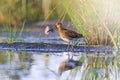 Snipe at the edge of the swamp with sunny hotspot Royalty Free Stock Photo