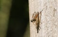A Snipe fly, Rhagio scolopaceus, perching on a wooden fence in woodland.